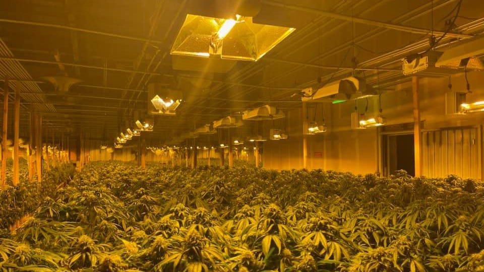 PHOTOS: 'Unbelievable' marijuana bust seizes over 100K plants, $10M cash in East Bay