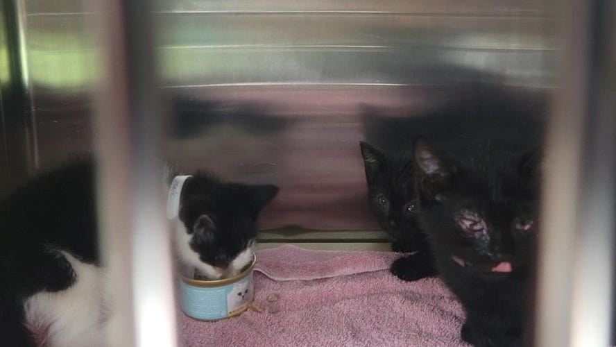 Nearly 3 dozen cats rescued from 'deplorable' LI home: Nassau SPCA