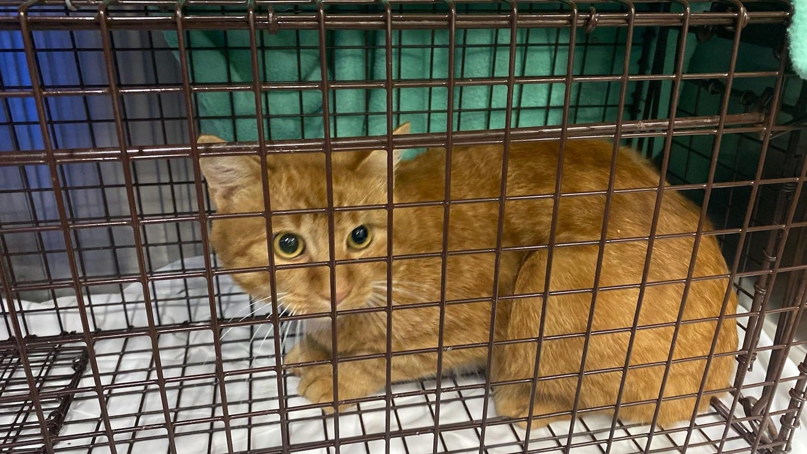 Cat found shot with pellet on LI; groups offering $4k reward