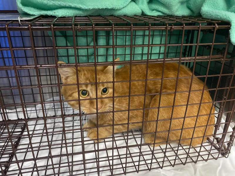 The male cat, an orange tabby named Abraham by its rescuers, is currently in the care of Frankie Florida of Strong Island Animal Rescue after he was found shot with a pellet on Long Island.
