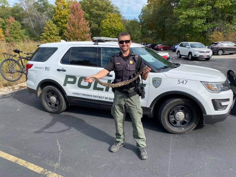 The ball python was removed Wednesday from the Herrick Lake Forest Preserve in Wheaton after a woman who had been walking at the preserve noticed a large snake under her car and called police.