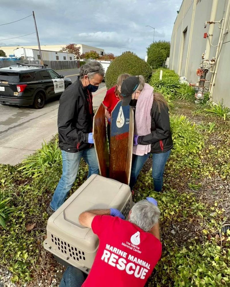 Marine Mammal Center volunteers help rescue Ivy.