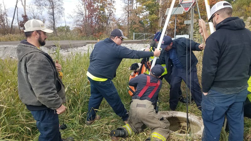 Allen Park authorities rescue dog from sewer