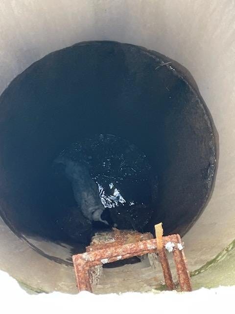 Dog falls into open sewer in Allen Park