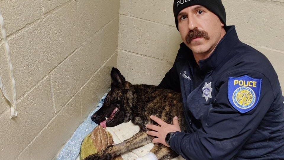 Sacramento K9 requires emergency surgery after being stabbed during arrest
