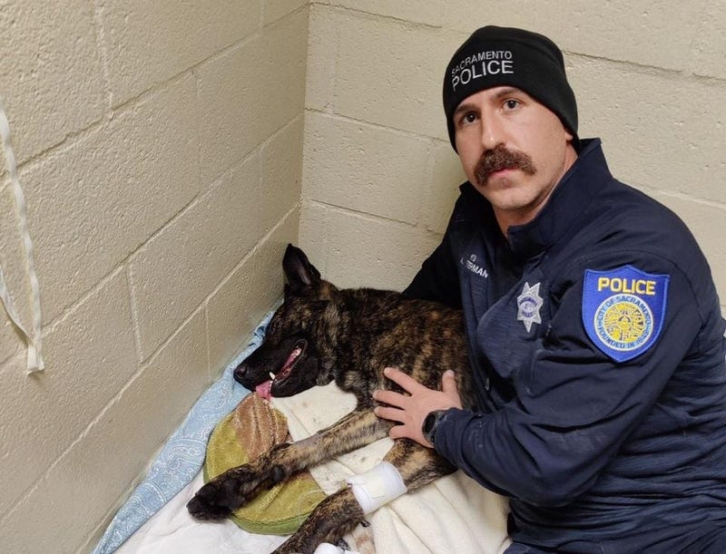 A Sacramento police dog required emergency surgery Friday night after being stabbed by a suspect.