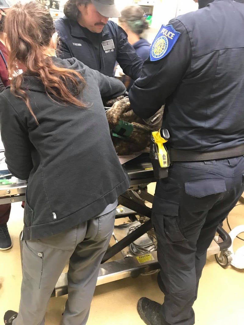 Sacramento police dog requires emergency surgery after being stabbed during arrest.