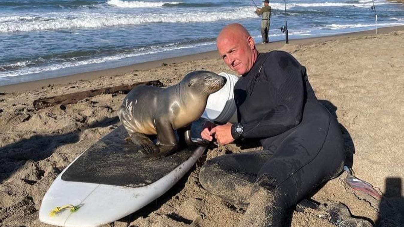 Ocean Beach surfer recalls adorable rescue of injured sea lion pup