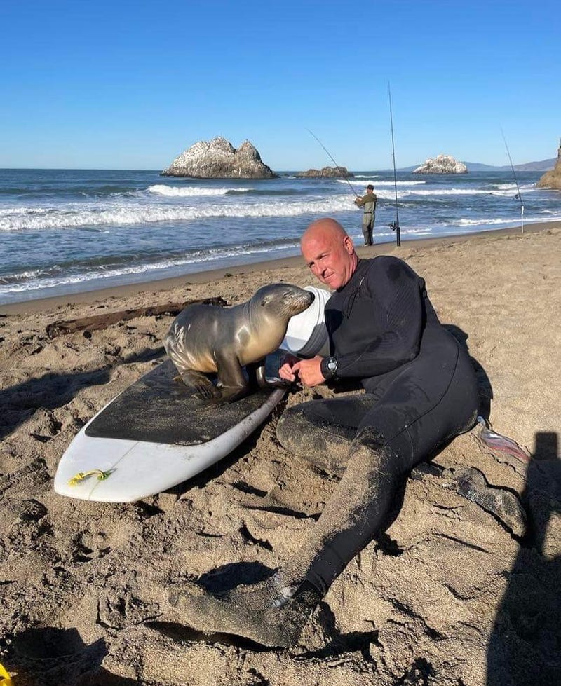 An injured sea lion pup is recuperating in Marin County after a chance encounter with a surfer at San Francisco's Ocean Beach last week.