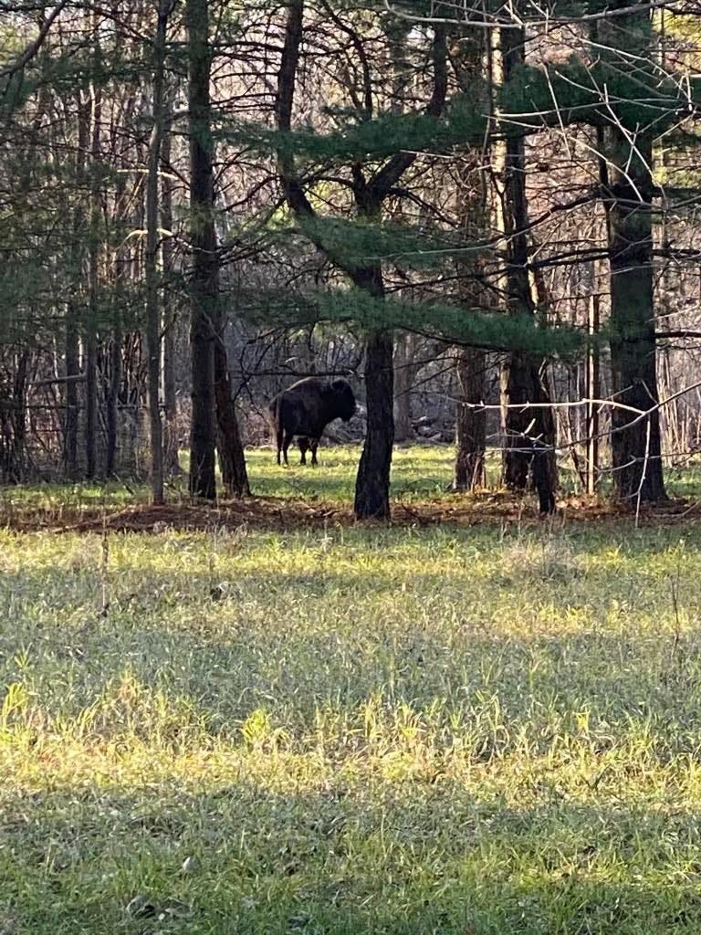 'Tyson the Bison', an escaped bison, which has eluded capture for months in Lake and McHenry counties. The Lake County Sheriff's Office is now asking people to be on the lookout, and if you spot the animal to call local police.