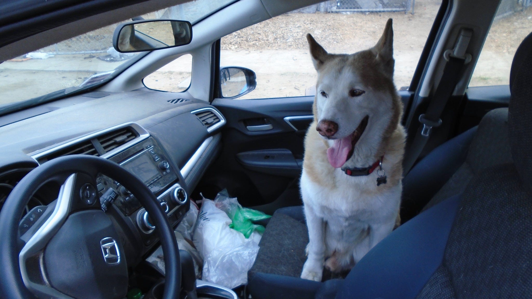 Car thief who drove off with victim’s dog tracked by police using GPS pet collar