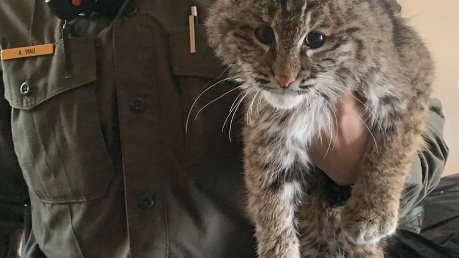 Young bobcat on the mend after tussle with porcupine in the U.P. [PHOTOS]