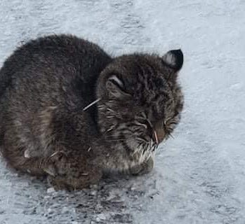 The aftermath of the fight with the porcupine -- the young bobcat has quills sticking out from her face