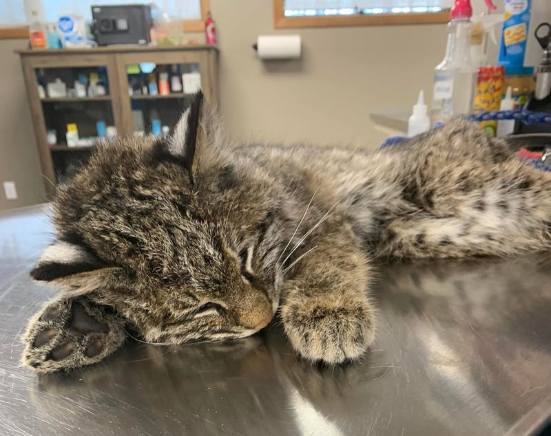 Bobcat