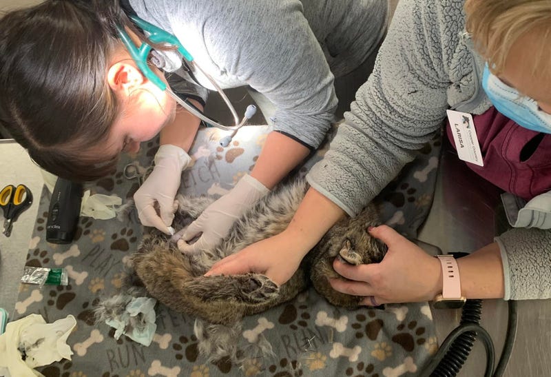 The bobcat undergoing vet treatment