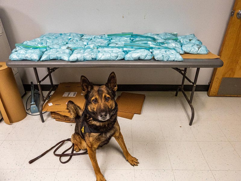 The K9 "Beny" pictured with the 75 pounds of fentanyl seized last week.