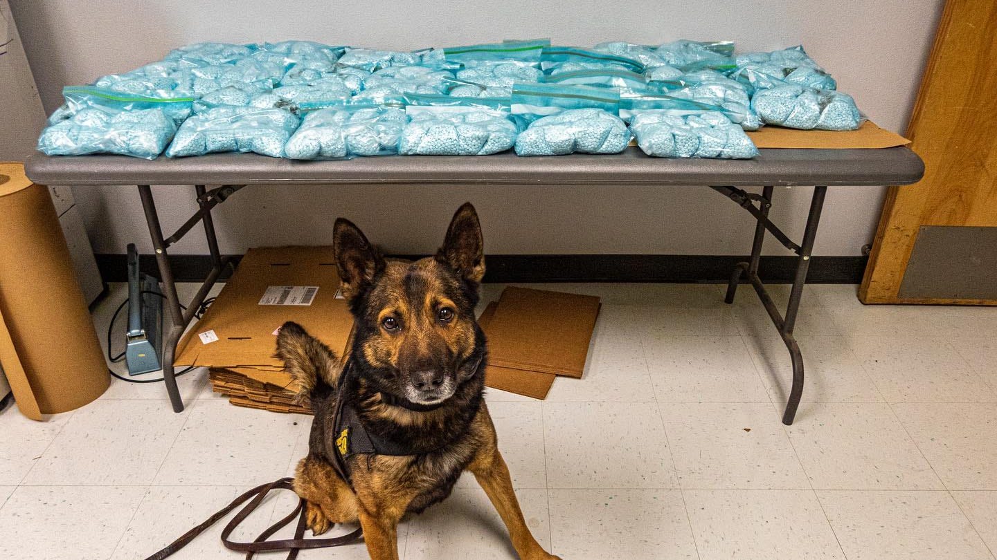 PHOTOS: K-9 leads CHP to largest fentanyl bust in Central Valley history