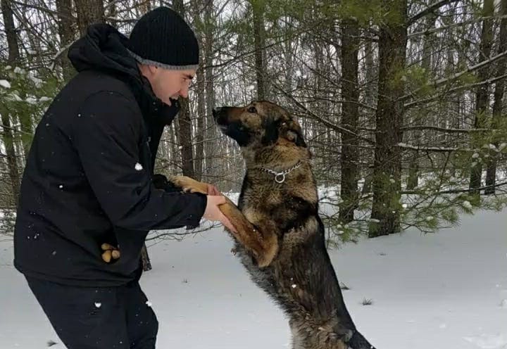 K9 saves missing man from woods in northern Michigan