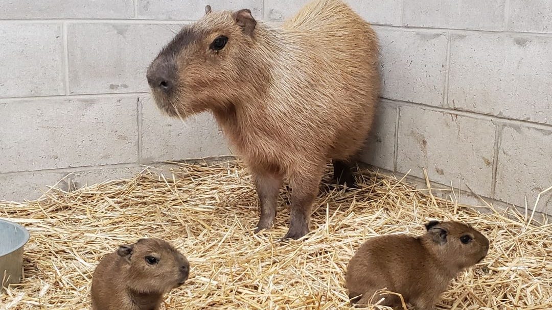 Seeing double! NJ zoo welcomes set of capybara pups