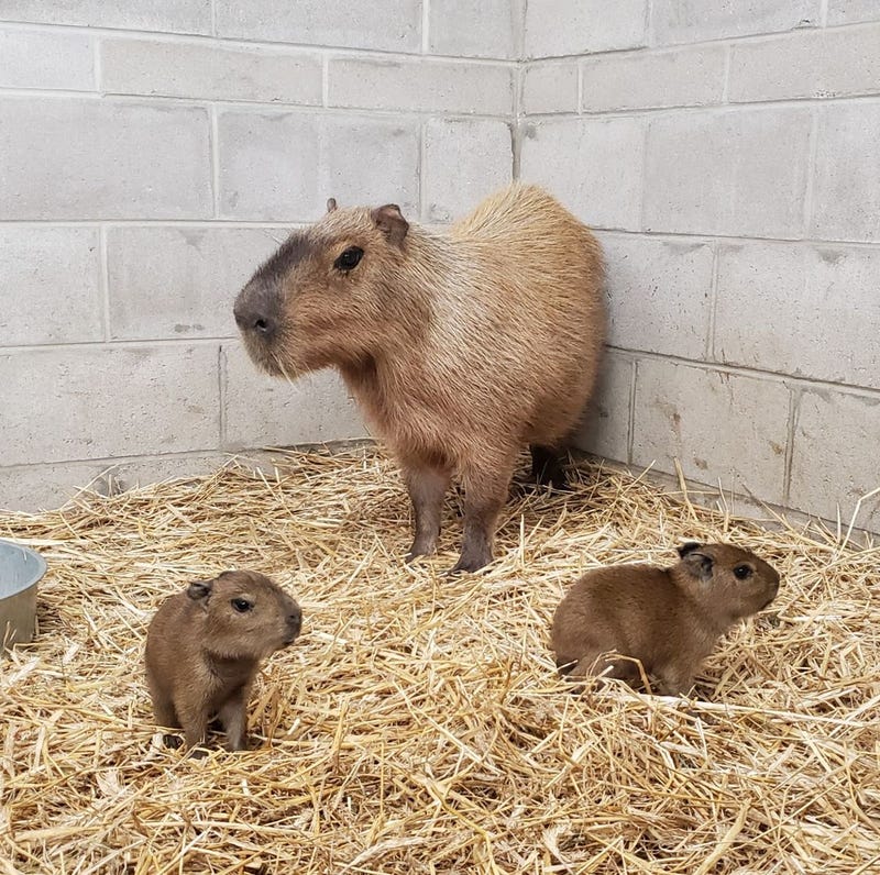 NJ zoo welcomes set of capybara pups