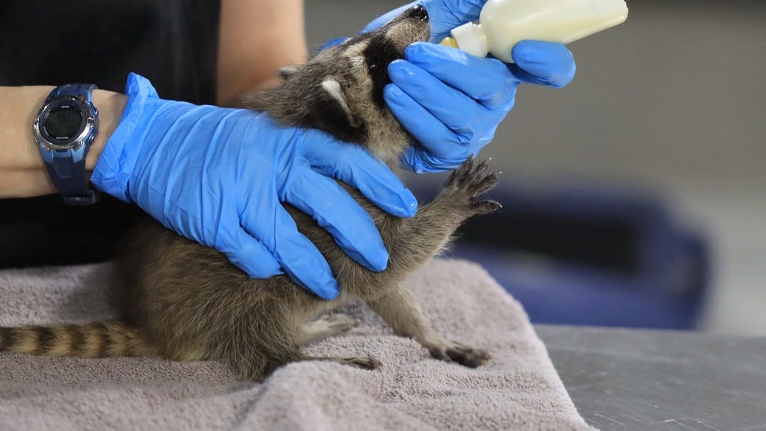 NJ wildlife refuge holding baby shower in preparation of incoming animals