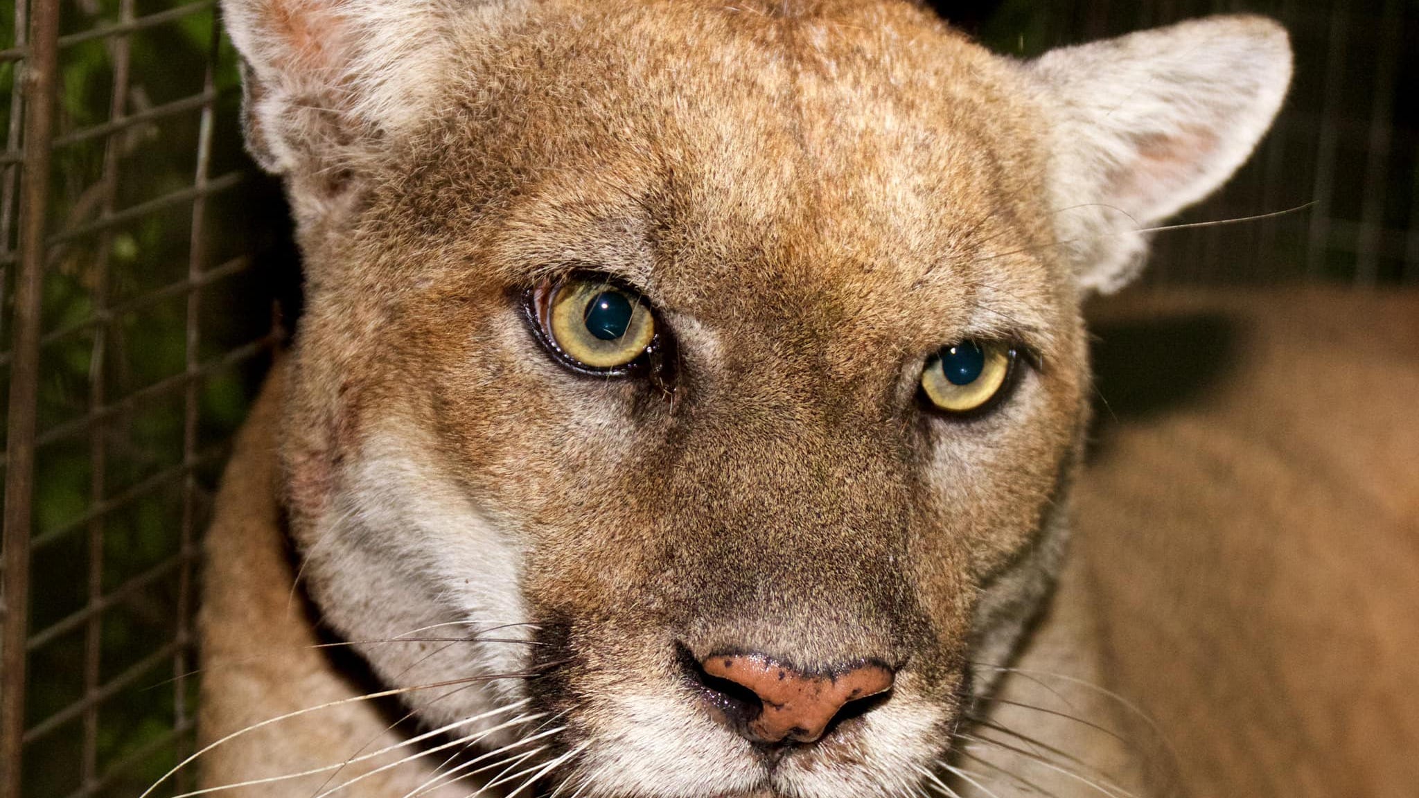 WATCH: Famous Griffith Park mountain lion, P-22, spotted in Silver Lake