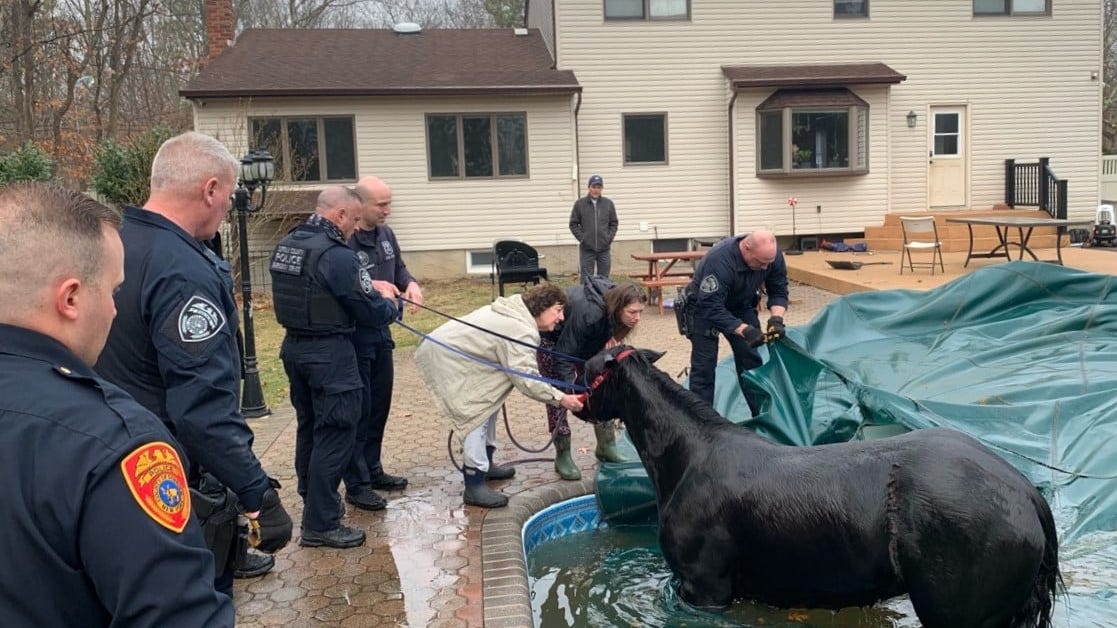 PICS: Police rescue horse stuck in deep end of backyard pool on LI