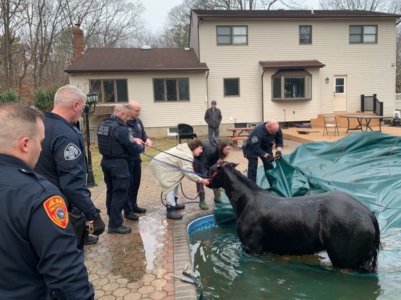 Horse rescue