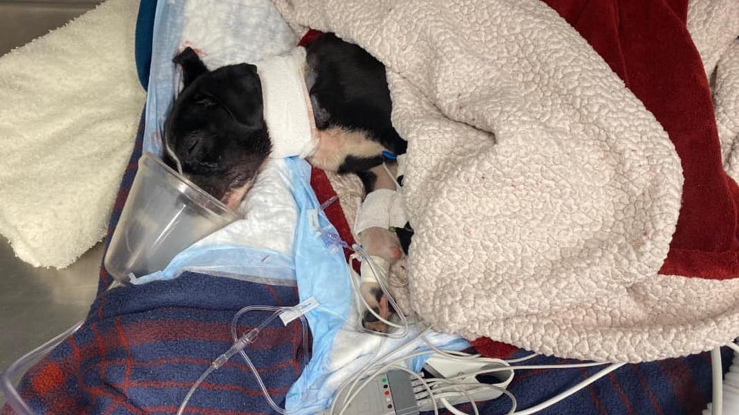 Man, 3-month-old puppy shot outside North Philadelphia home