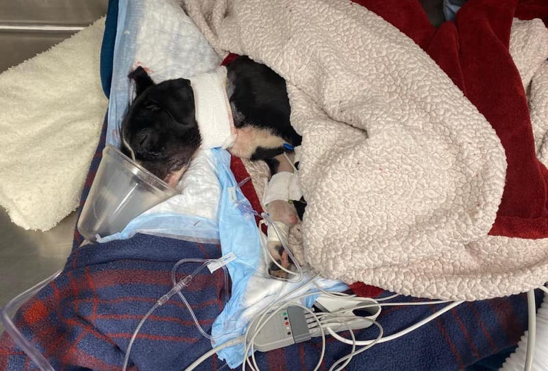 A 3-month-old puppy named Ruby was shot in the neck outside a Philadelphia home Tuesday night and remains in critical condition. The man looking to buy her was also shot and is physically OK.