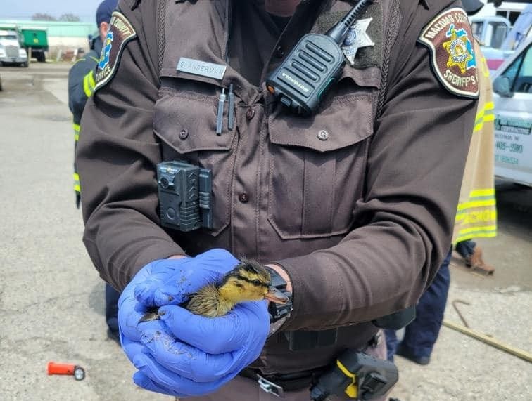 A police officer holding a duckling