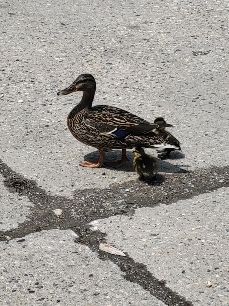 A duck with two ducklings