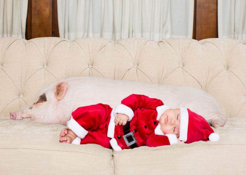Rosie the pig