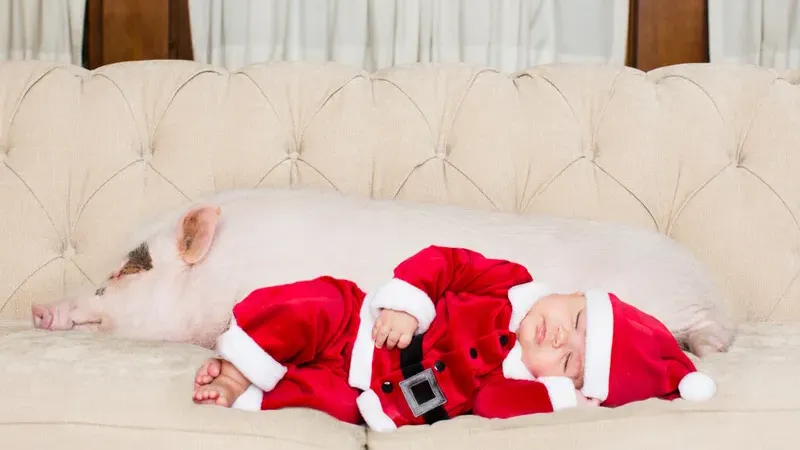 Buena Park family's famous pet pig dies