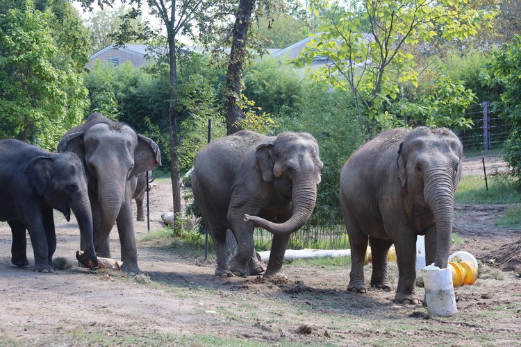 elephants