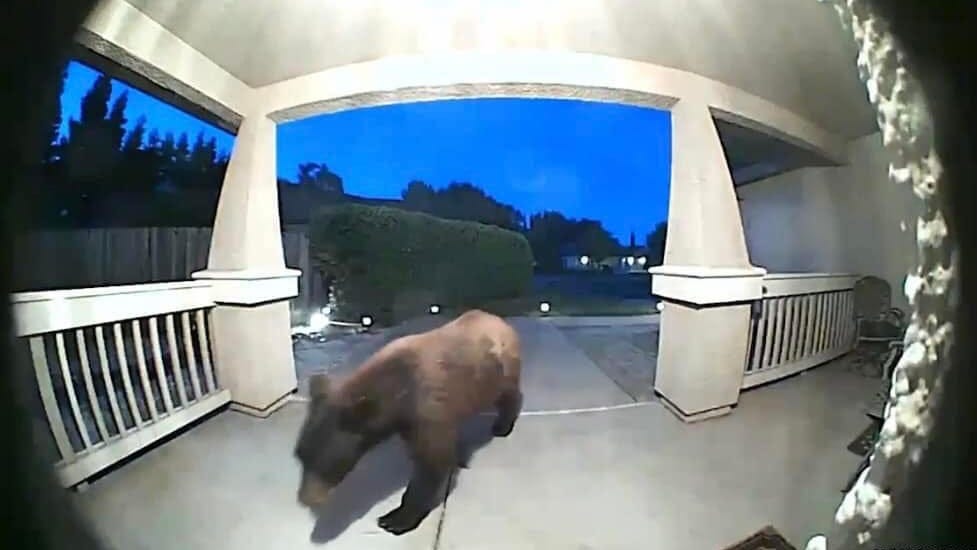 Bearfield? 'Several' bear sightings reported in Fairfield neighborhood