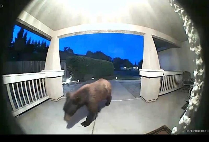 A bear captured on a home security camera in Fairfield last week.