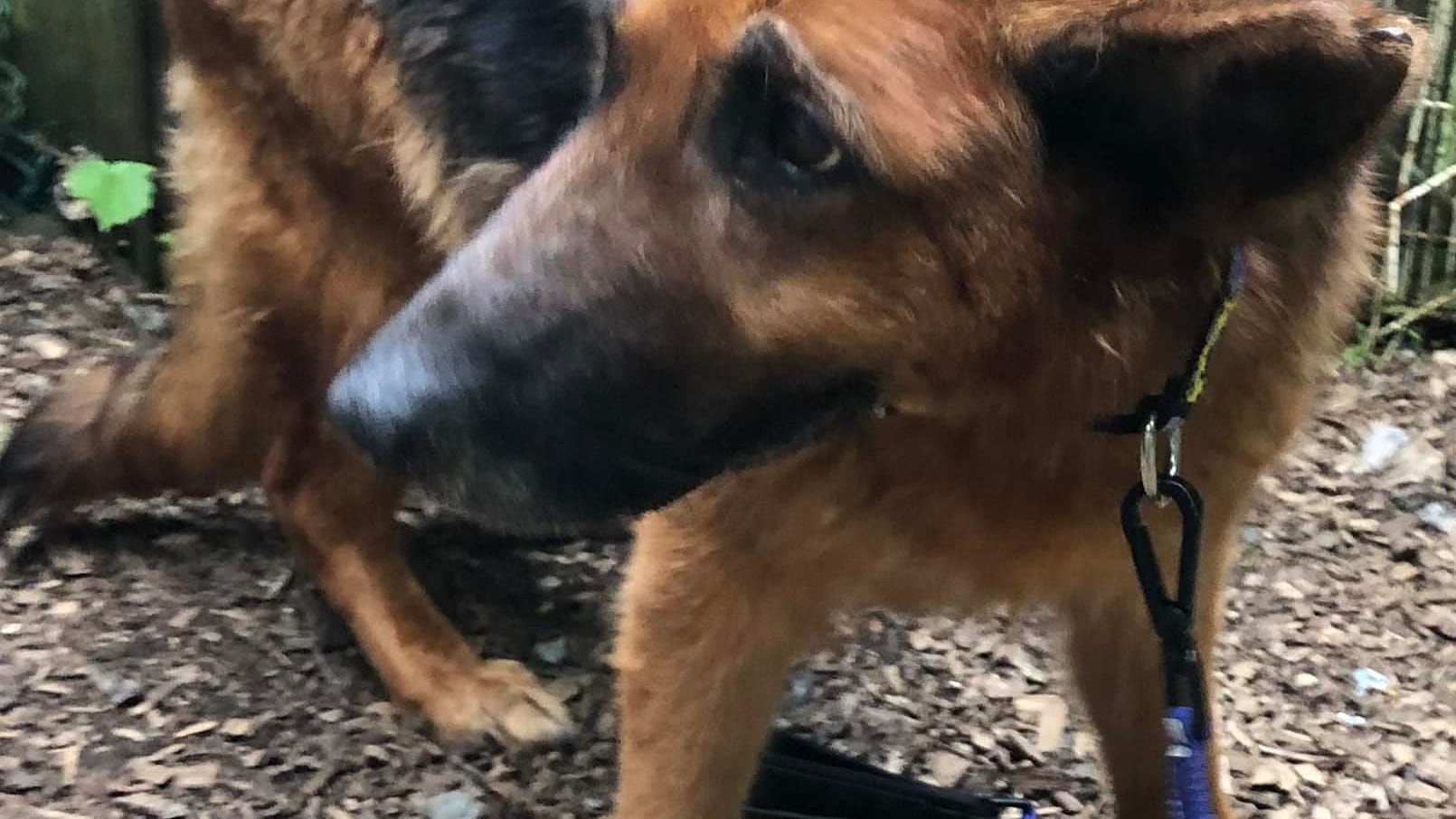 19 dogs rescued from abusive breeding mill in abandoned NJ mansion