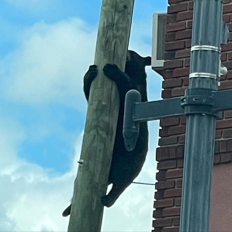 A small black bear climbs up a pole outside a bakery in New Jersey.