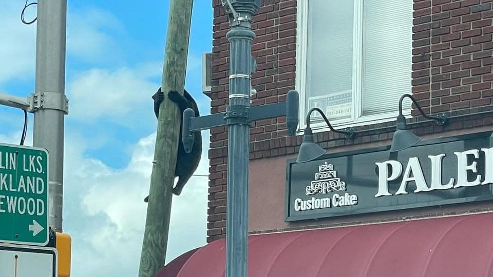 PHOTOS: Black bear climbs pole near a bakery in NJ