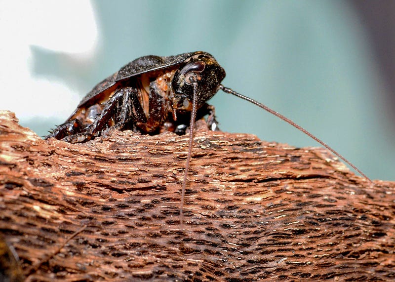 Madagascar hissing cockroach at Brookfield Zoo