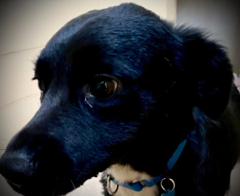 The pup ran 200 yards to alert searchers to his master's location.
