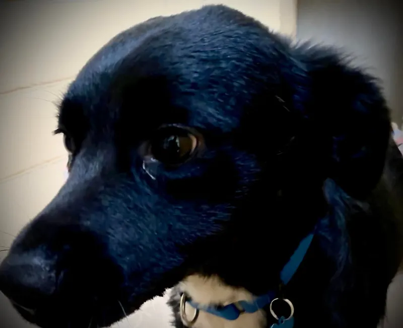 The pup ran 200 yards to alert searchers to his master's location.