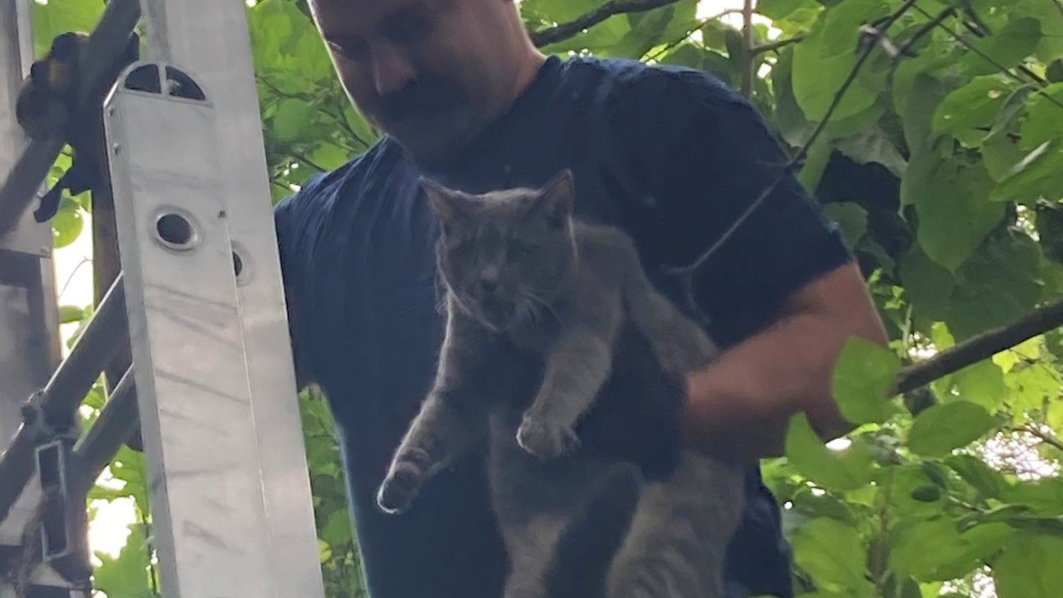 Oakland County firefighters save tired, hungry cat stuck in tree for 3 days