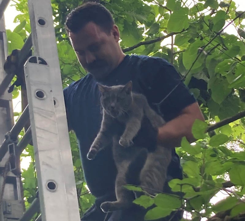 No rescue is too big or too small for Metro Detroit firefighters, even if the rescue is four-legged, covered in fur and trapped almost 35 feet up in a tree.