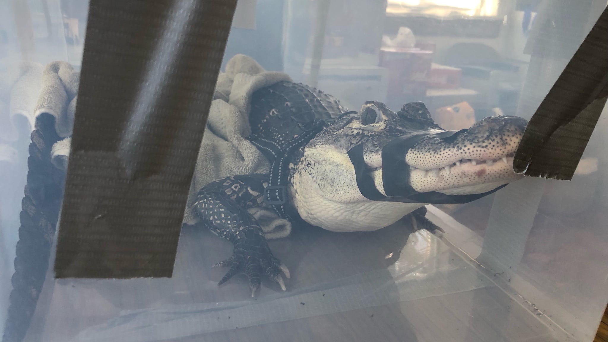 An alligator on Long Island? Man surrender his 5-foot gator to officials