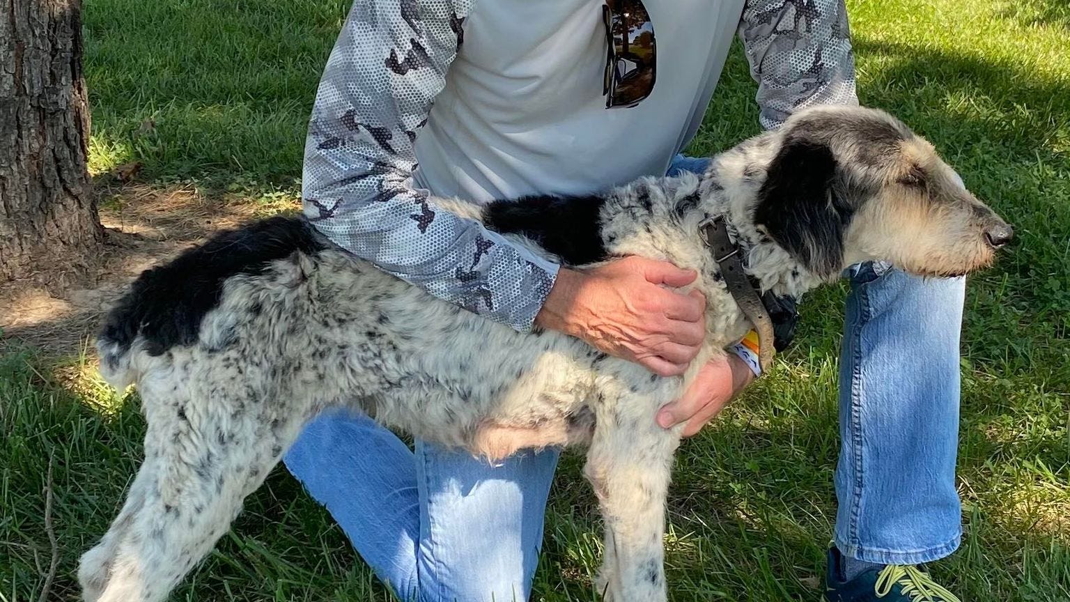 Dog trapped in cave for almost two months saved by divers