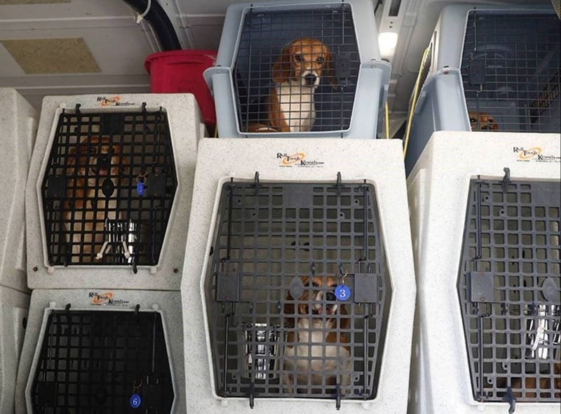 A few dozen neglected beagles seized from a Virginia research facility last month have made their way to Michigan in search of new homes.