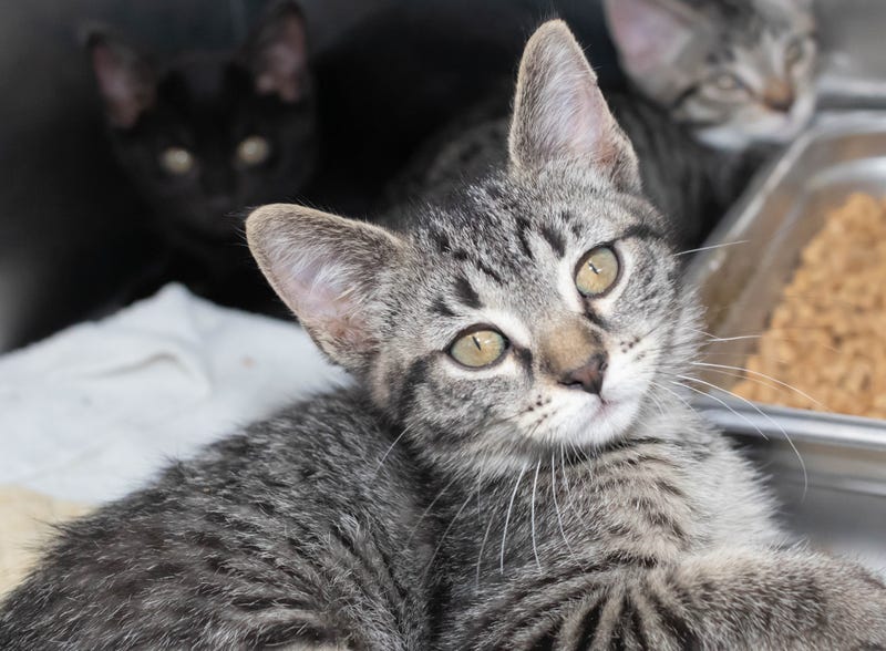 kitten for adoption