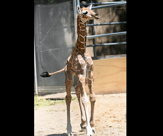 Arnieta calf